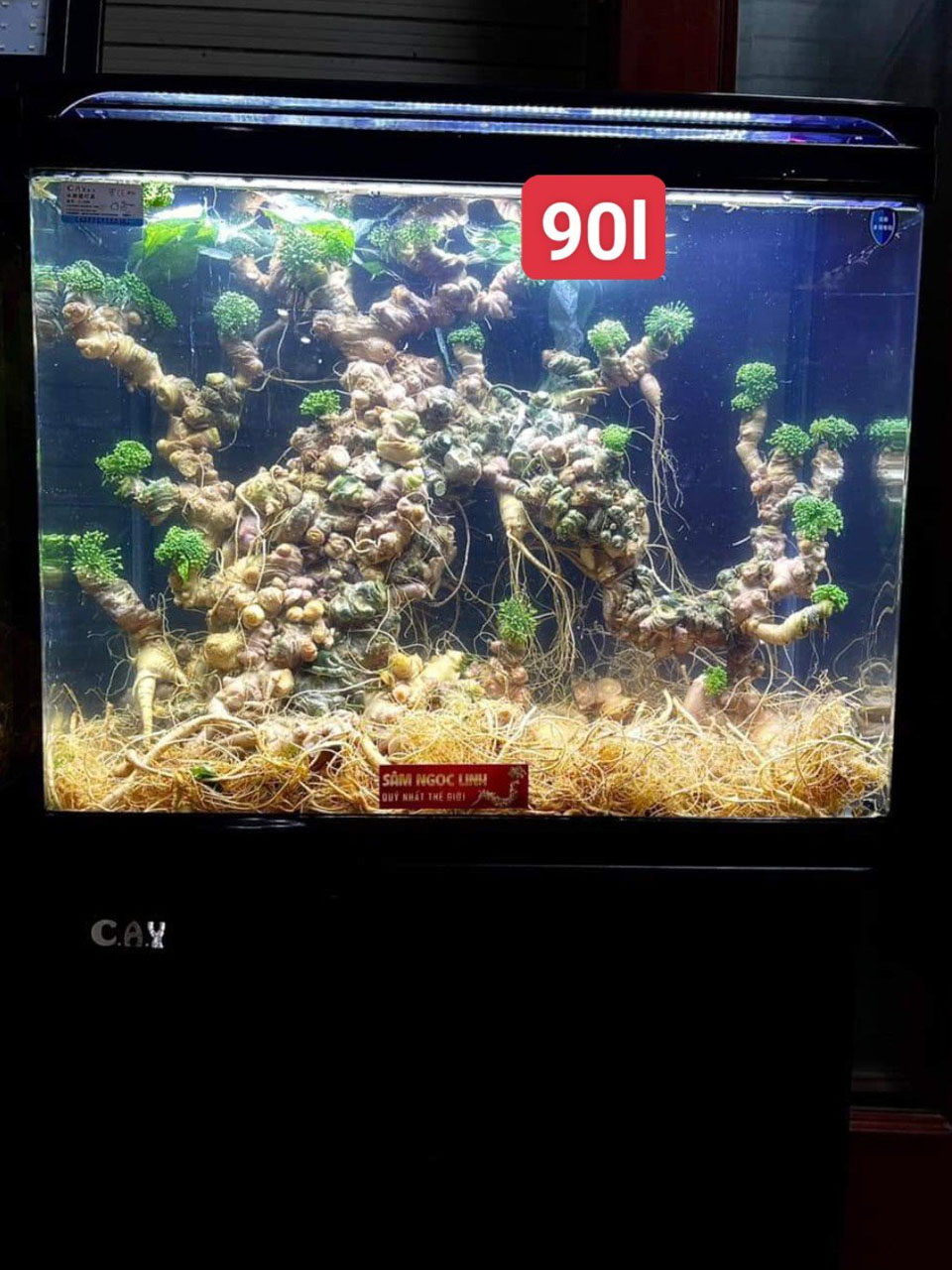 Rượu Sâm Ngọc Linh 90L